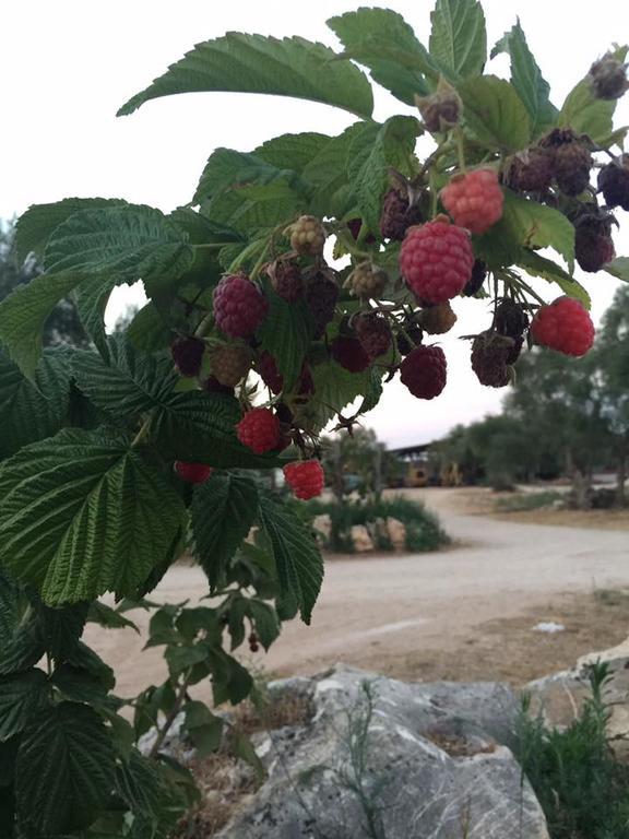 Agriturismo Armienti Villa Toritto Eksteriør bilde